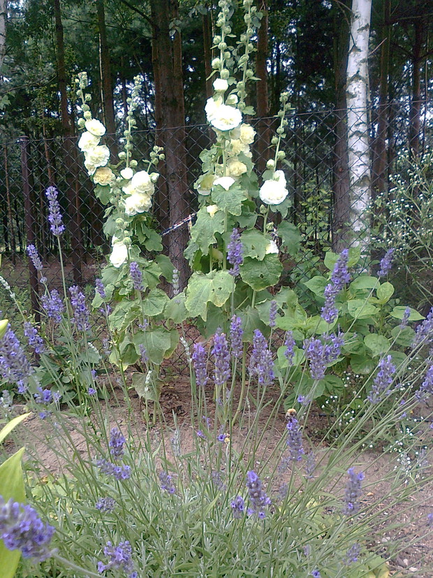 Lawenda, tak jak pysznogłówka przyciąga do ogrodu masę owadów.