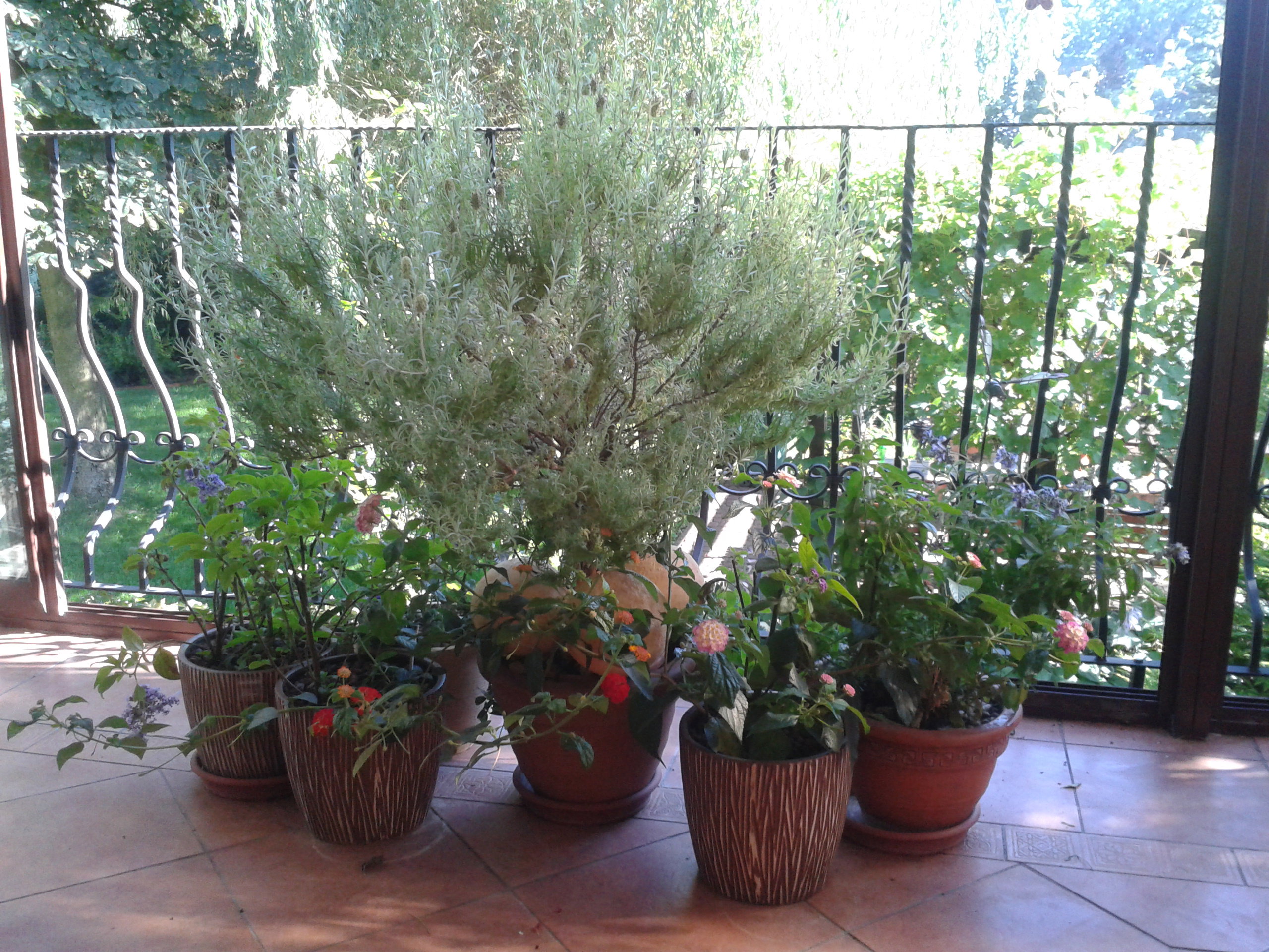 lawenda w roli głównej