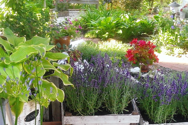 Lawendowe pole w skrzynce...