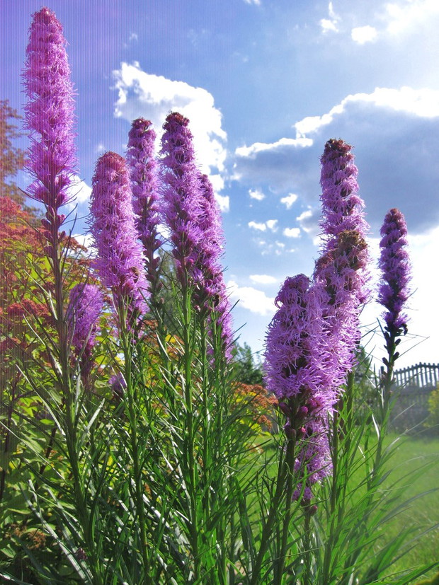 Liatra kłosowa- oryginalny kwiat, który zakwita od dołu  