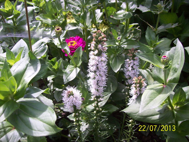 Liatria klosowa bialo - różowa