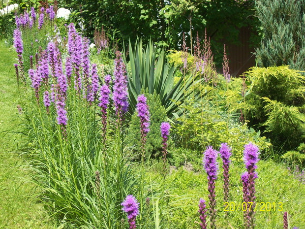 Liatria kłosowa na skalniaku