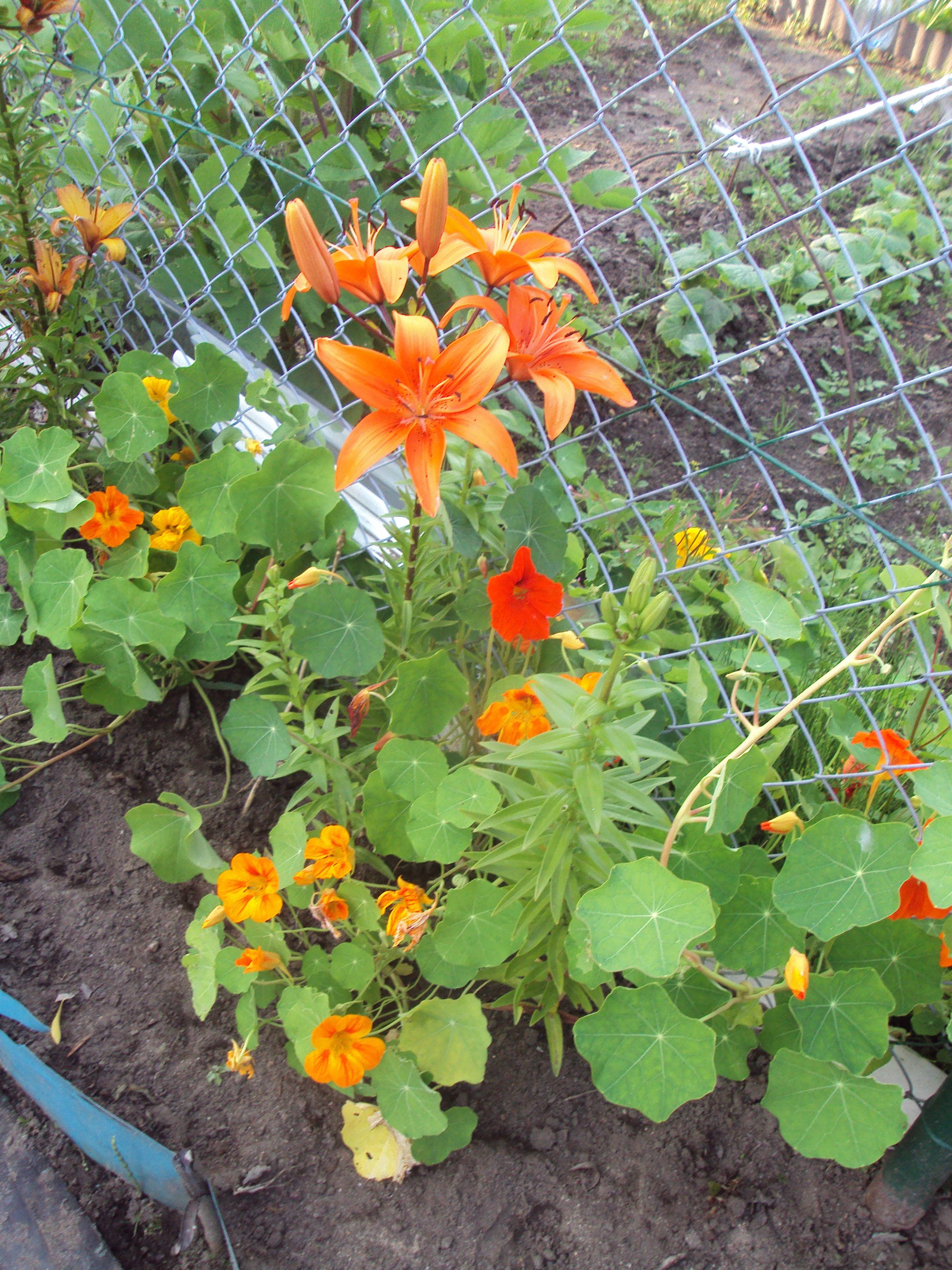 lilia pomarańczowa rośnie wśród kolorowych nasturcji.