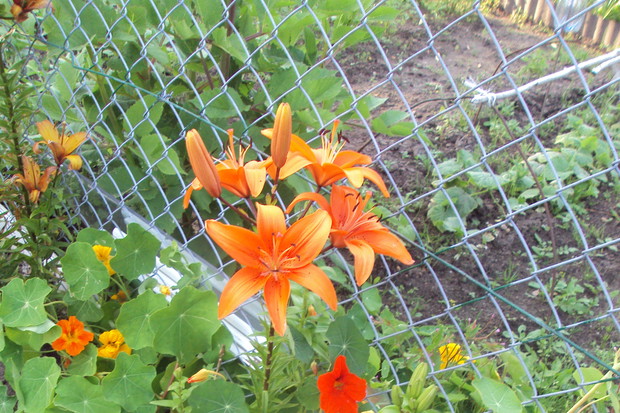 lilia pomarańczowa rośnie wśród kolorowych nasturcji.