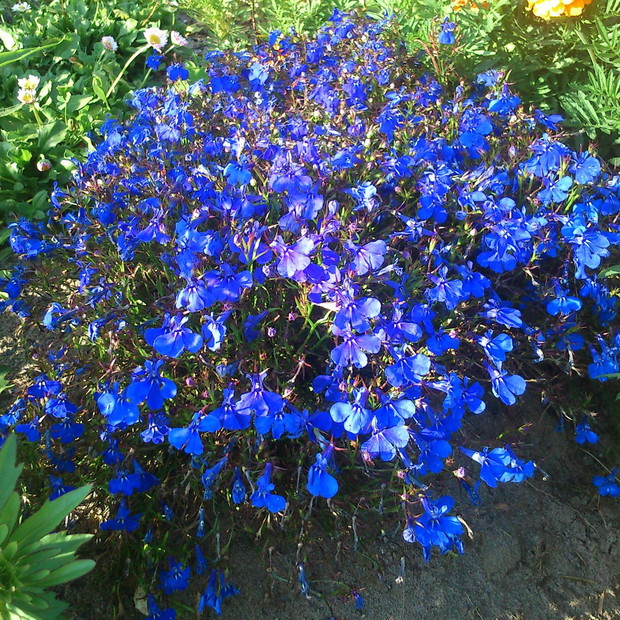 lobelia