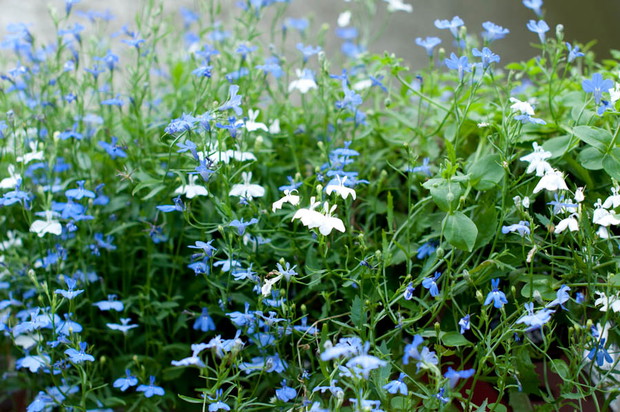 lubelia...sama siałam i pikowałam...ciężko ale się udało:)