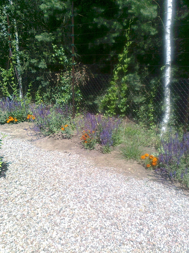 Lubie w ogrodzie połączenie kolorów- niebieskiego z pomarańczowym