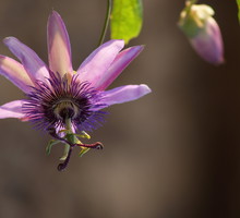 Męczenica Amethyst kwitnie od maja. Fioletowe kwiaty osiągają średnicę 8 cm