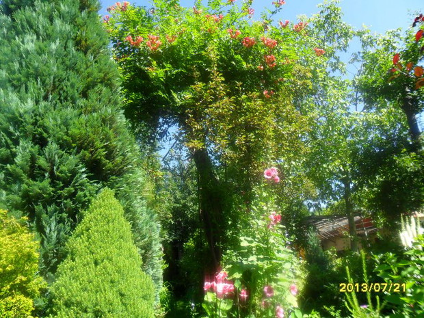 milin zawladnal stara grusza