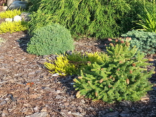 Miniaturowe iglaczki