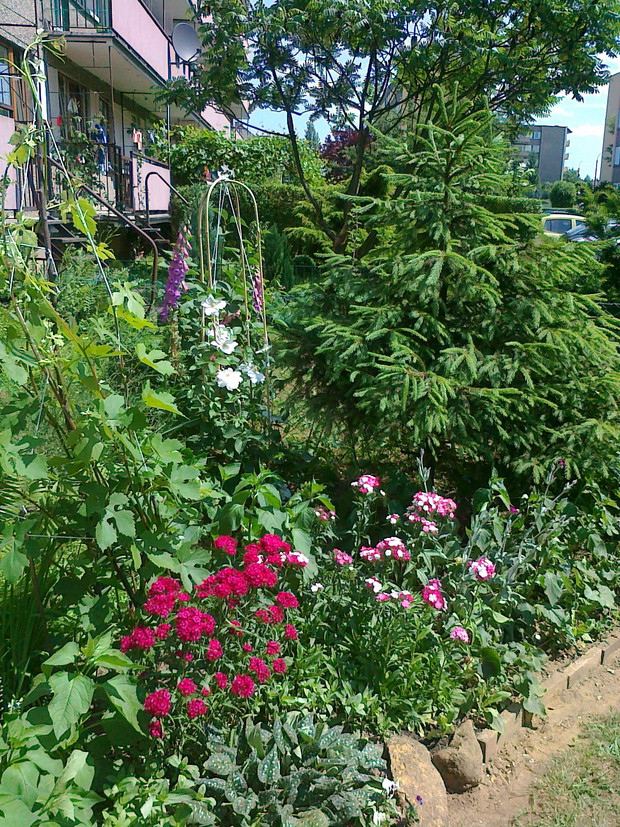 Mój busz pod blokiem