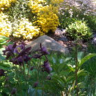 mój skalniak powoli zapełnia się bylinami