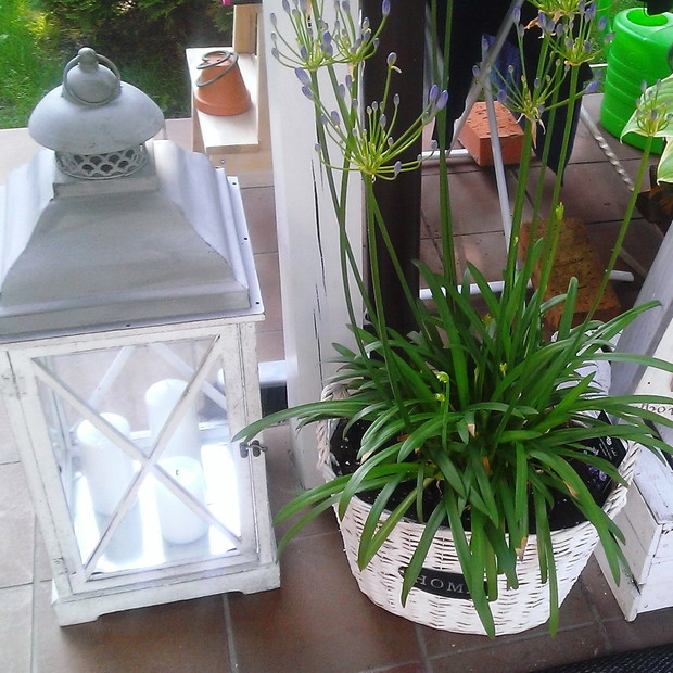 Moja nowa roślinka...