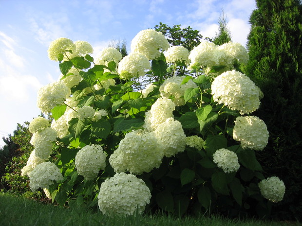 Moja ukochana hortensja ogrodowa - za odrobinkę wody potrafi się odwdzięczyć pięknem w całej okazałości