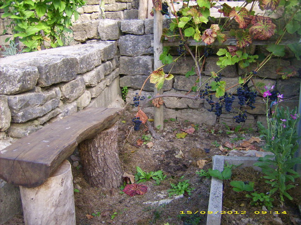 Moja ulubiona laweczka przed szklarenka a w rogu juz mocno objedzone winogrona