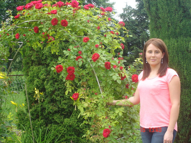 Moje kwitnące róże