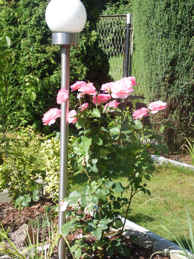 Moje własnoręcznie ukorzenione róże - pamiątka z urodzin :)