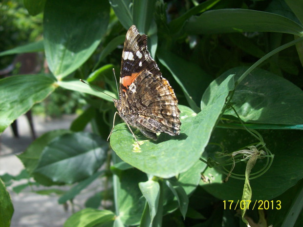 Motyl na groszku szerokolistnym
