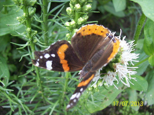 Motyl na liatri białej