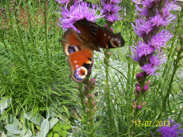 Motyl rusałka na liatri kłosowej