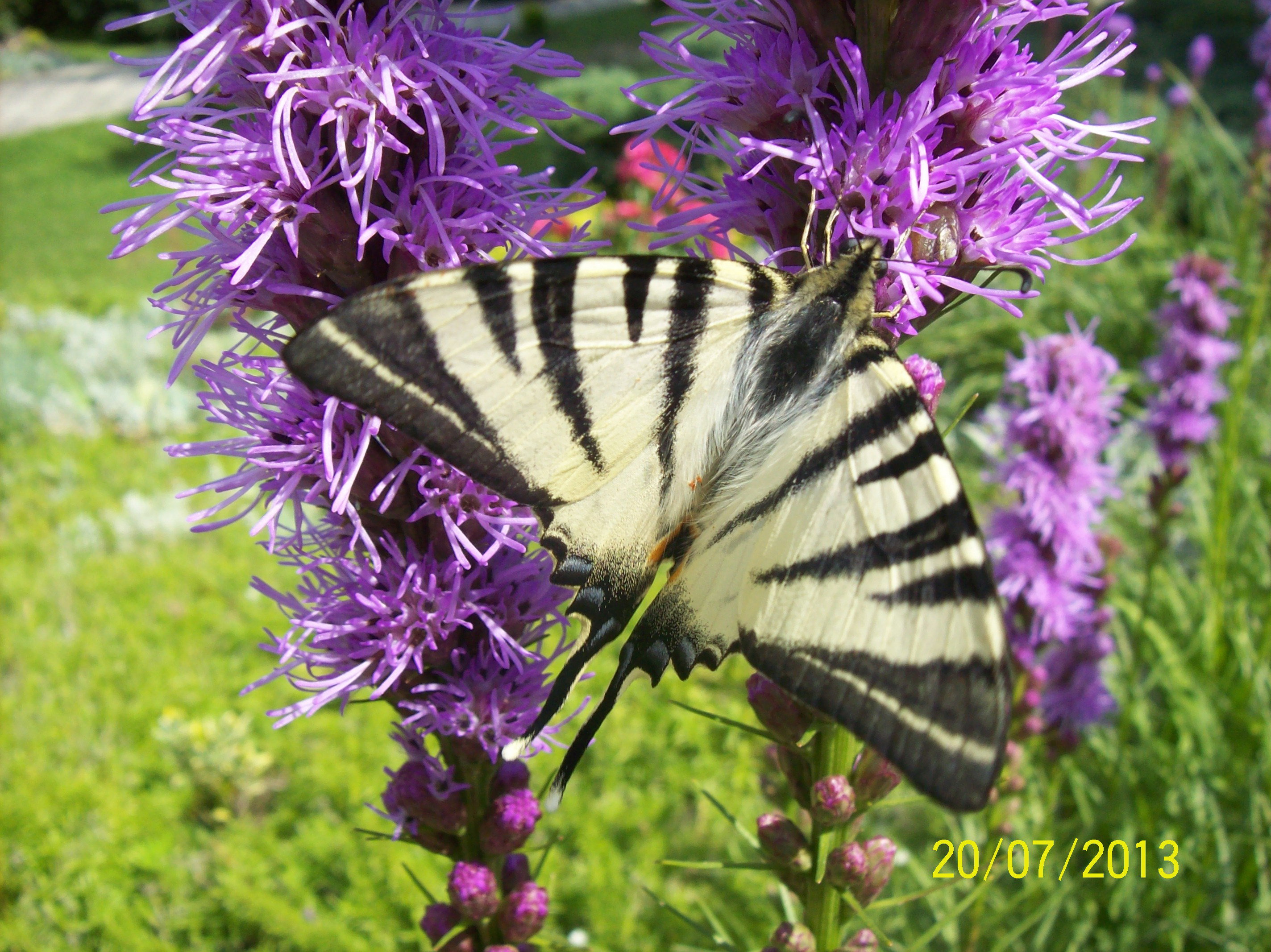Motyl Tygrys Biały spija nektar z liatri kłosowej