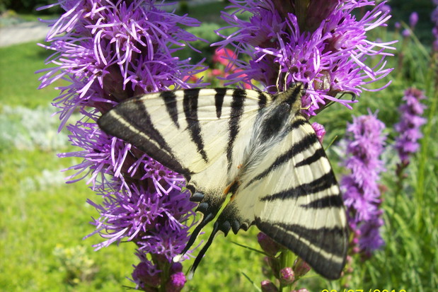 Motyl Tygrys Biały spija nektar z liatri kłosowej