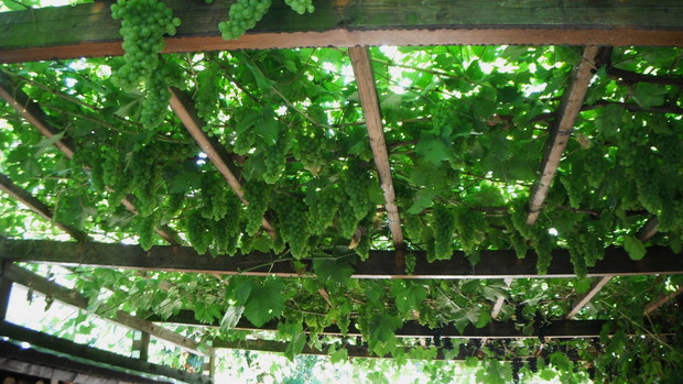 Na podworku na pergoli mam dwie odmiany winogron, Te sa duze i slodkie