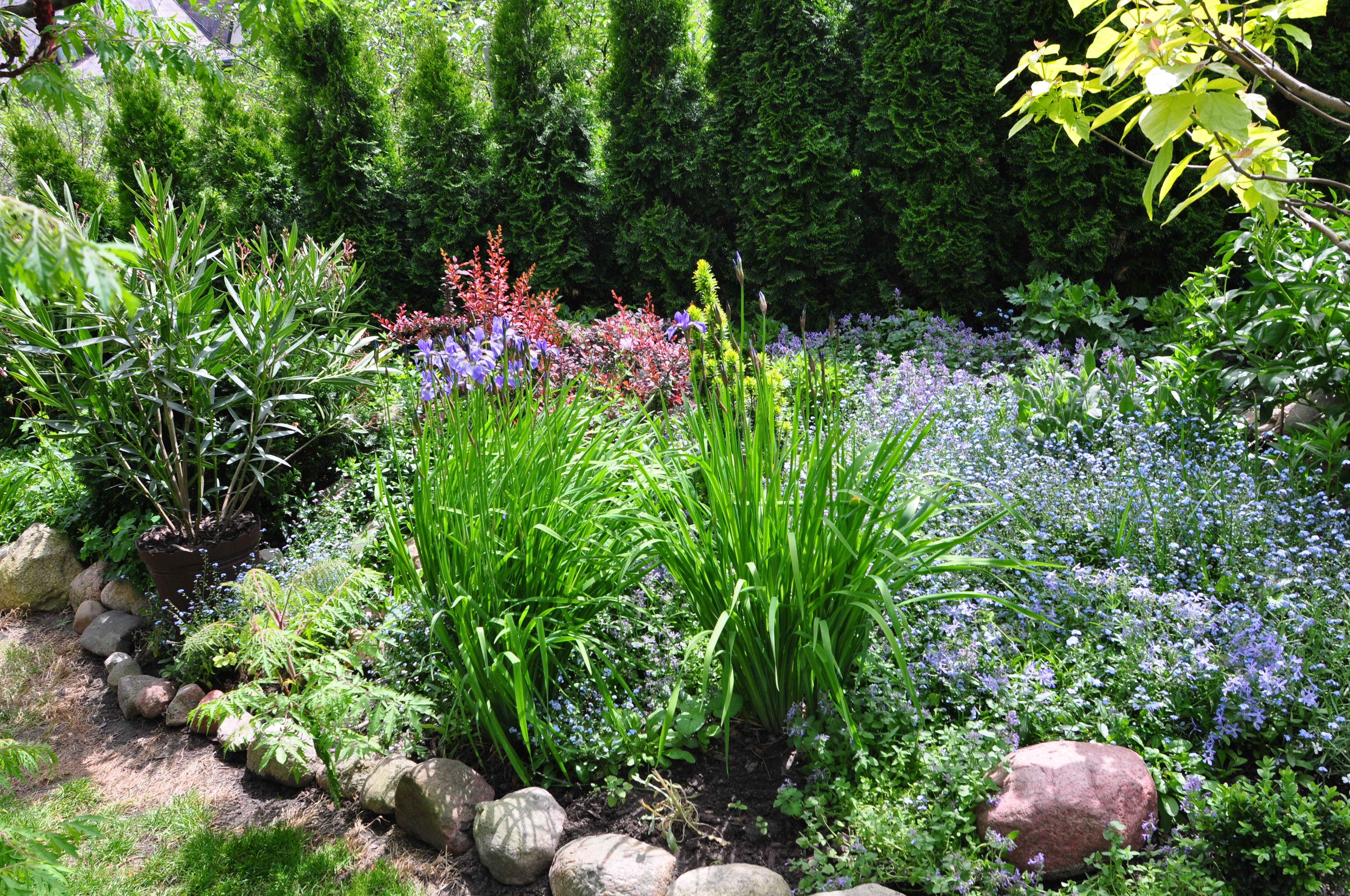 NA TEJ RABACIE ZAWSZE KWITNĄ NIEZAPOMINAJKI