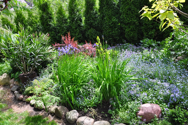 NA TEJ RABACIE ZAWSZE KWITNĄ NIEZAPOMINAJKI