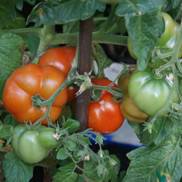 Najlepsze są własne. Szklarnia to królestwo mojej teściowej. Zawsze dopilnuje, aby warzywom niczego nie brakowało. Dziękuje jej za to barrrrrrrdzo.