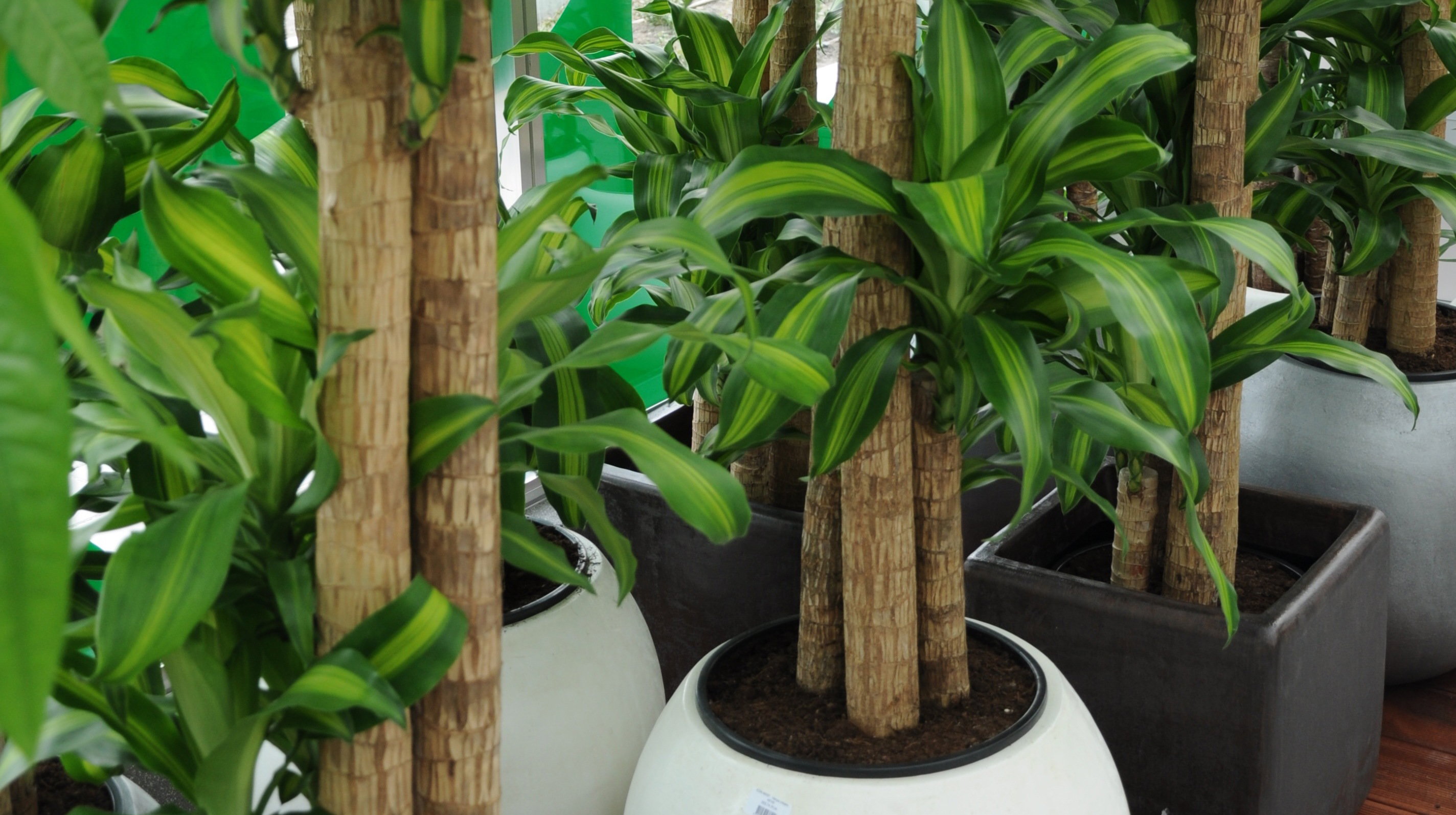 Najprostszym rozwiązaniem jest poproszenie sąsiada o doglądanie roślin podczas naszej nieobecności