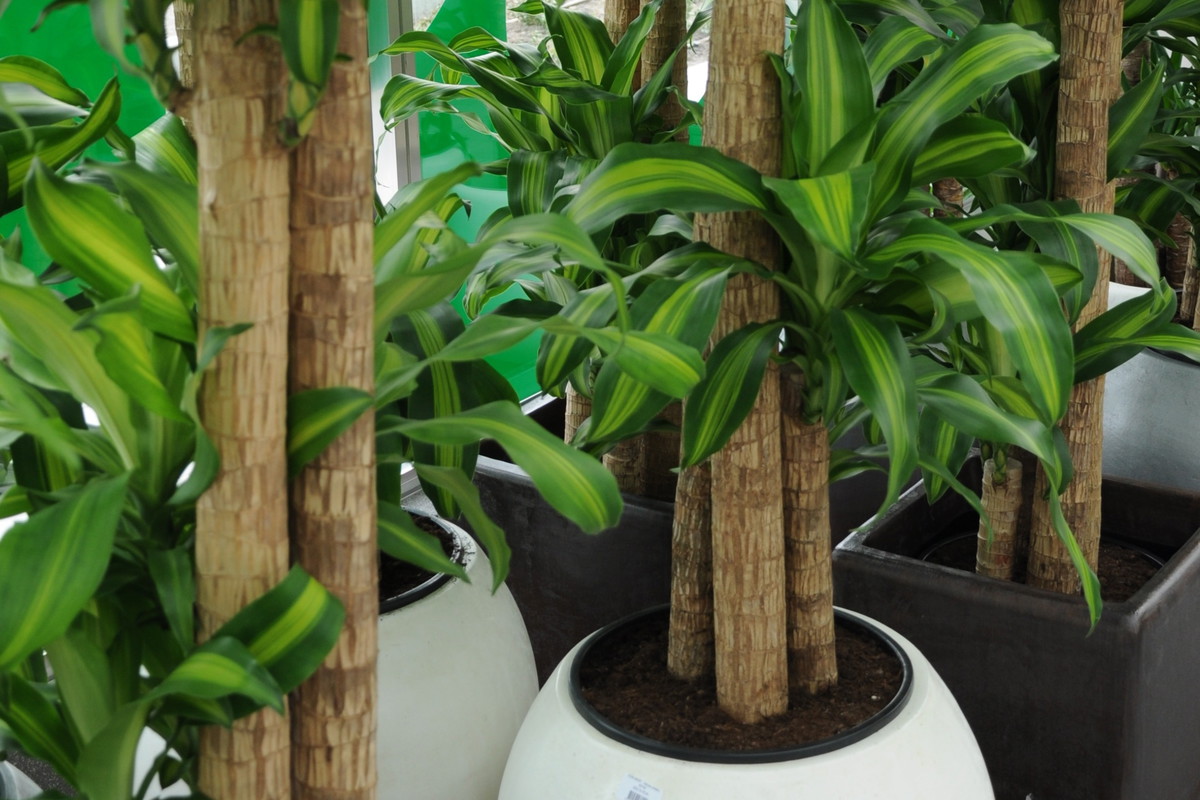 Najprostszym rozwiązaniem jest poproszenie sąsiada o doglądanie roślin podczas naszej nieobecności