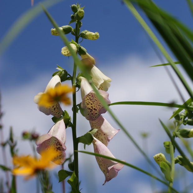 Naparstnica. Zasiałam ją 6 lat temu i co roku cieszy nas swoim widokiem.