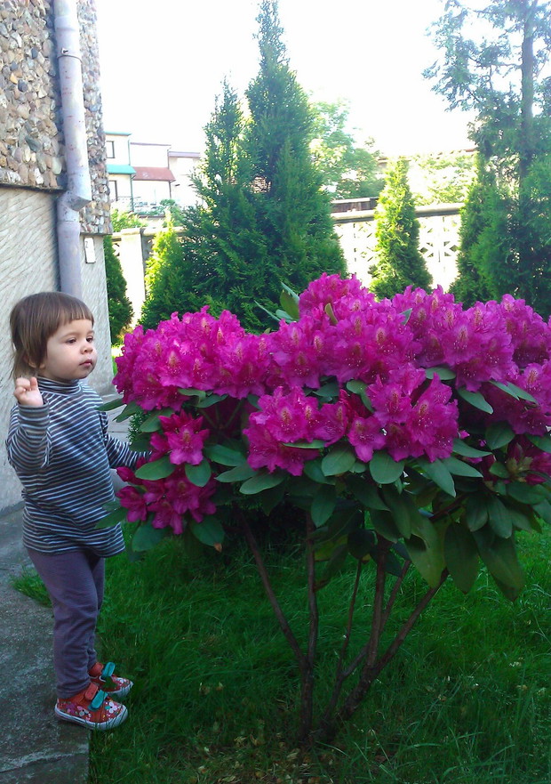 Nareszcie zakwitły :)