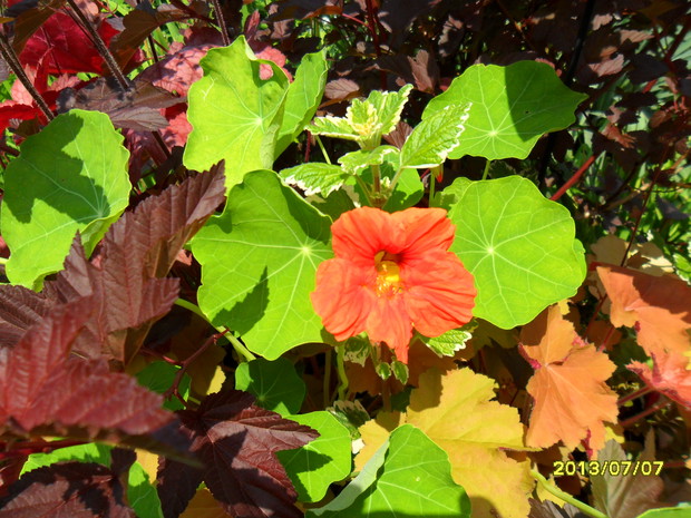 nasturcje się panosza