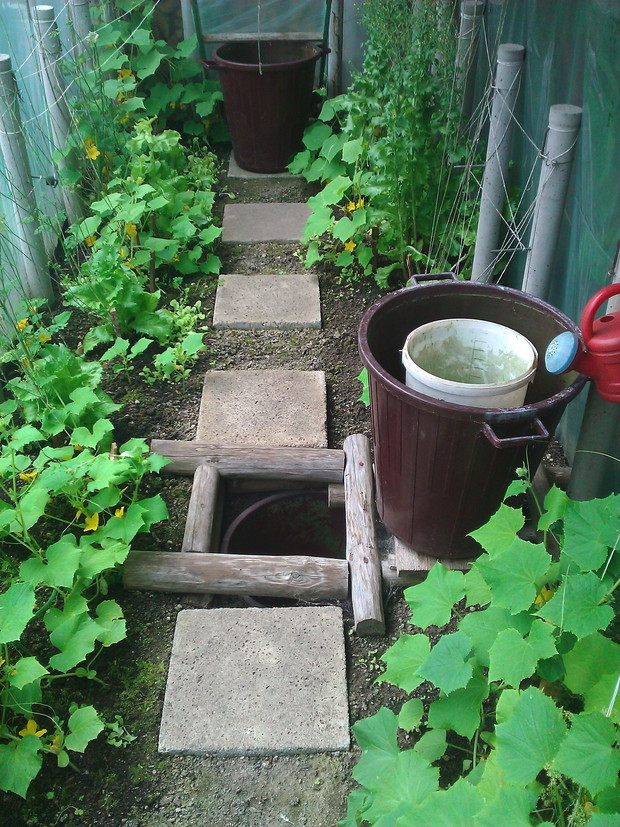 Nasza całoroczna szklarnia z folii. Nawadniana deszczówką z dachu. Mamy pełno pojemników, na bieżąco uzupełniane wodą z nieba. Nawet zimą chowają się tu zdrowe nowalijki typu szczypior, sałata. I bez ogrzewania daje radę całoroczna zielona pietruszka. Lat
