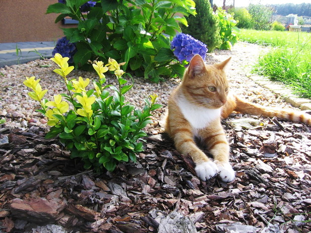 Nawet mój kotek kocha spędzać czas w moi ogrodzie