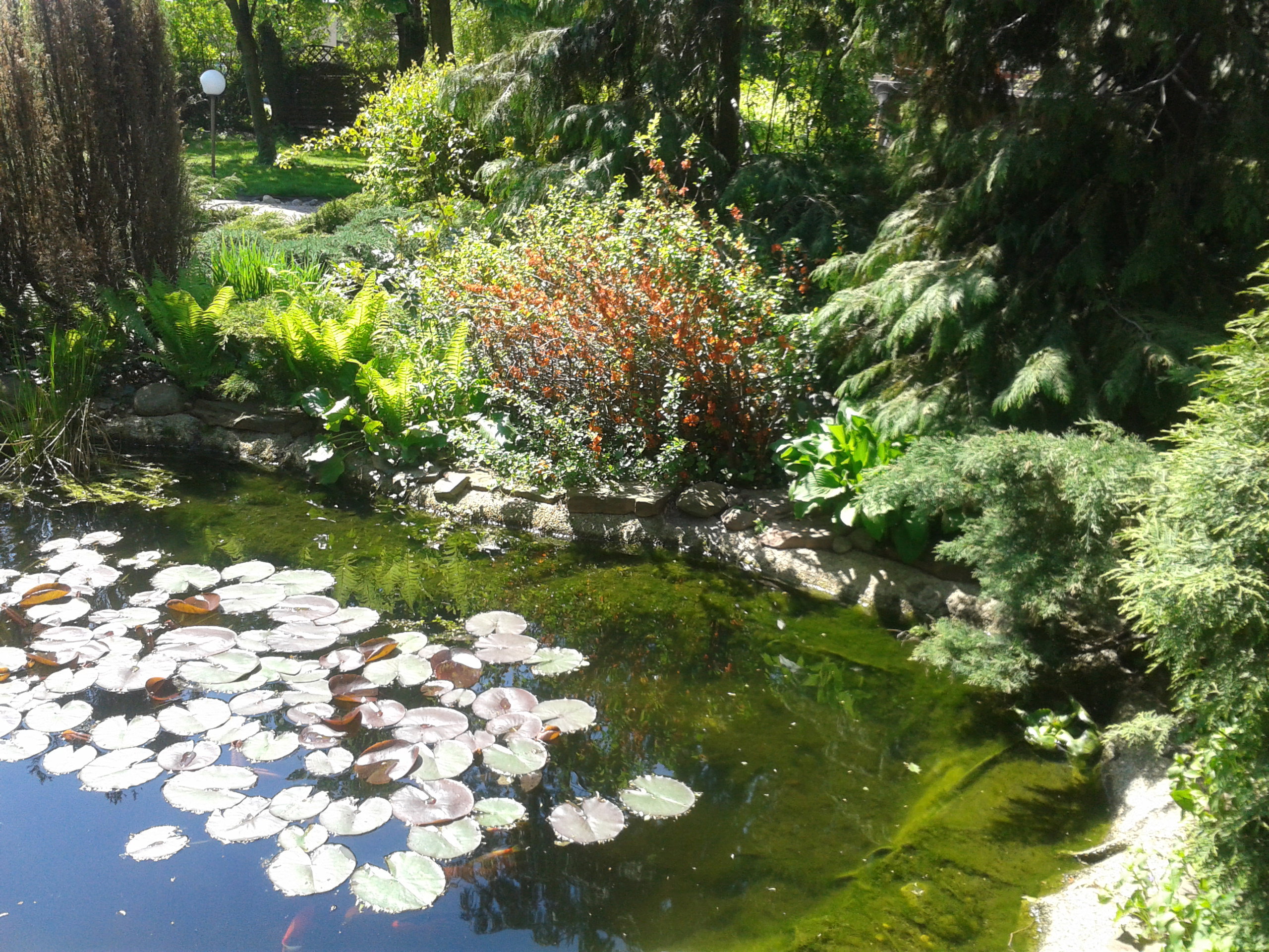 niedługo zakwitną lilie wodne