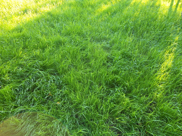 Nowa trawka