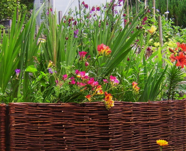 Nowy element, wysoka grzadka z cebulowymi kwiatami. Frezje cudownie pachnace kwitly bardzo dlugo