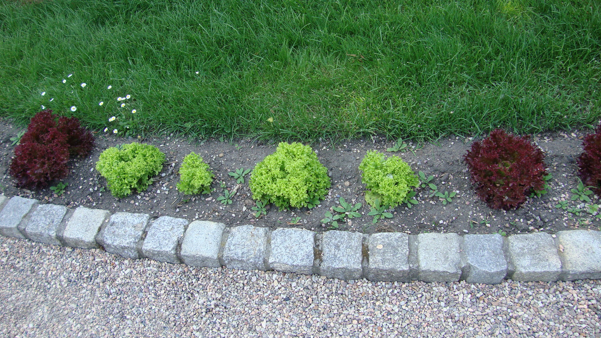 Obwódkę komponujemy z różnokolorowych odmian