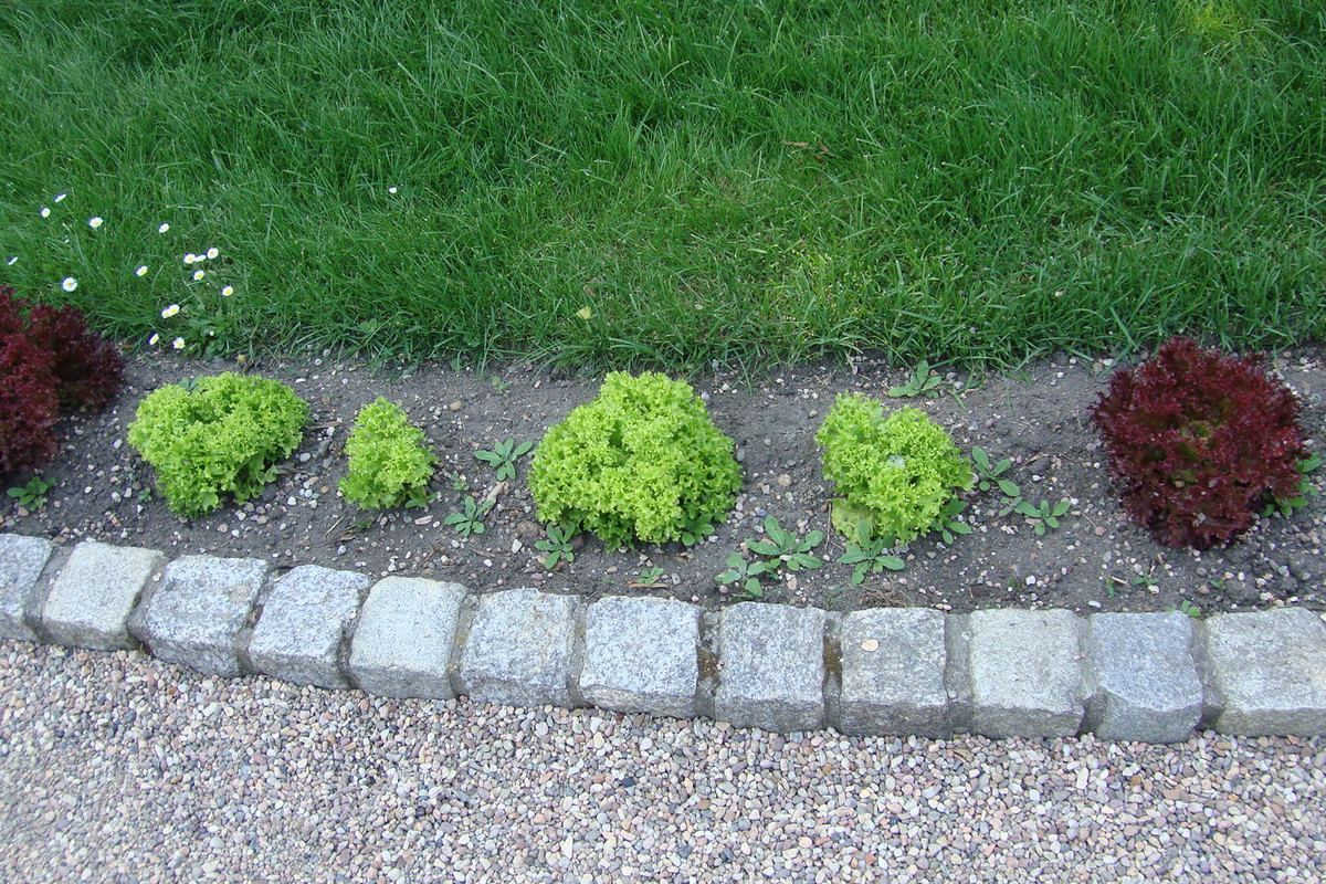 Obwódkę komponujemy z różnokolorowych odmian