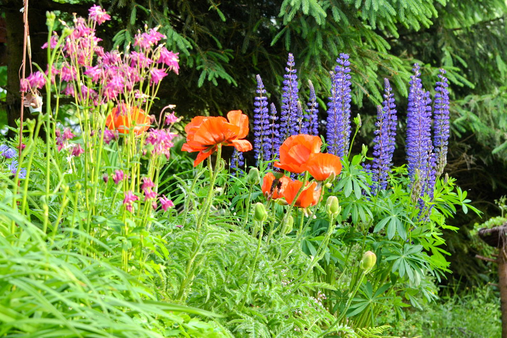 Pa­ste­lo­we bar­wy let­nich kwia­tów za­chwy­ca­ją lekkością i świeżością