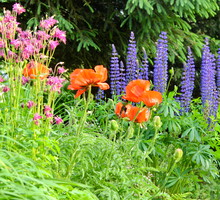 Pastelowe barwy letnich kwiatów zachwycają lekkością i świeżością