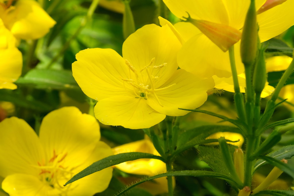 Pachnące kwiaty wiesiołka missouryjskiego otwierają się dopiero po zachodzie słońca