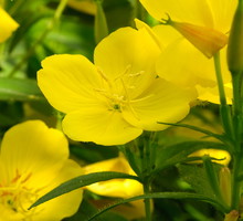 Pachnące kwiaty wiesiołka missouryjskiego otwierają się dopiero po zachodzie słońca