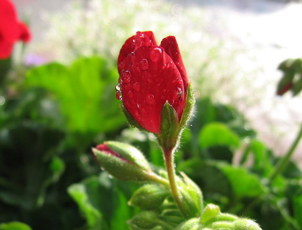 Pąk pelargonii po deszczu.