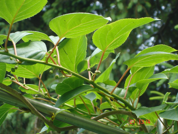 Pąki kiwi - maj 2012