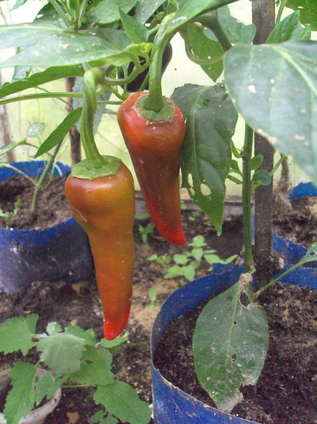 papryka chilli /lipiec