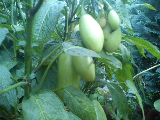 pepino - podejście trzecie, pierwsze owoce - czy dojrzeją?